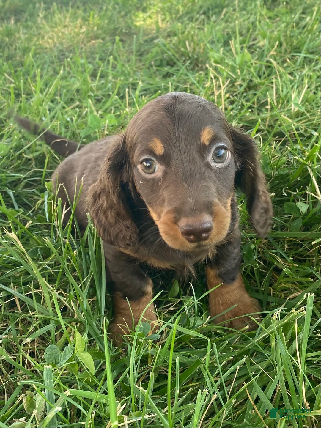 Dachshund dogs for sale: Danny - Image 2
