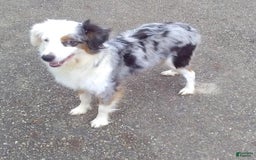 Miniature Australian Shepherd dogs for sale: Alex - Image 10