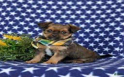 Shorkie dogs for sale: Cruz 9 Lbs Full Grown - Image 5