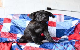 Cane Corso dogs for sale: Sage - Image 8