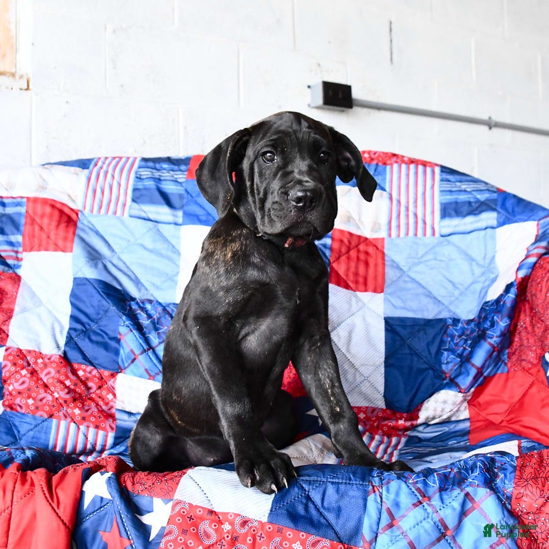 Cane Corso dogs for sale: Sage - Image 8