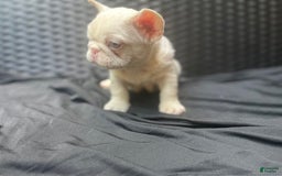 French Bulldog dogs for sale: Yang - Image 10