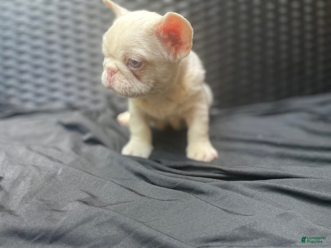 French Bulldog dogs for sale: Yang - Image 10