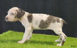 Catahoula Leopard Dog dogs for sale: Diamond 2025 F3 - Image 23