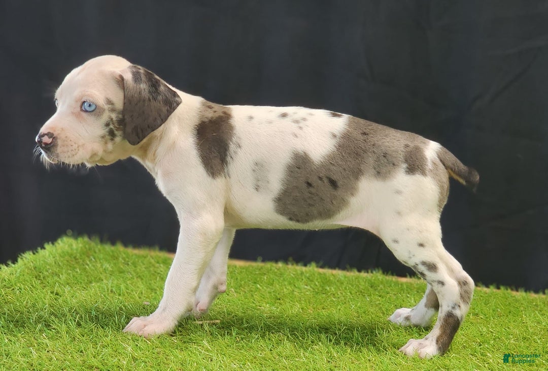 Catahoula Leopard Dog dogs for sale: Diamond 2025 F3 - Image 23