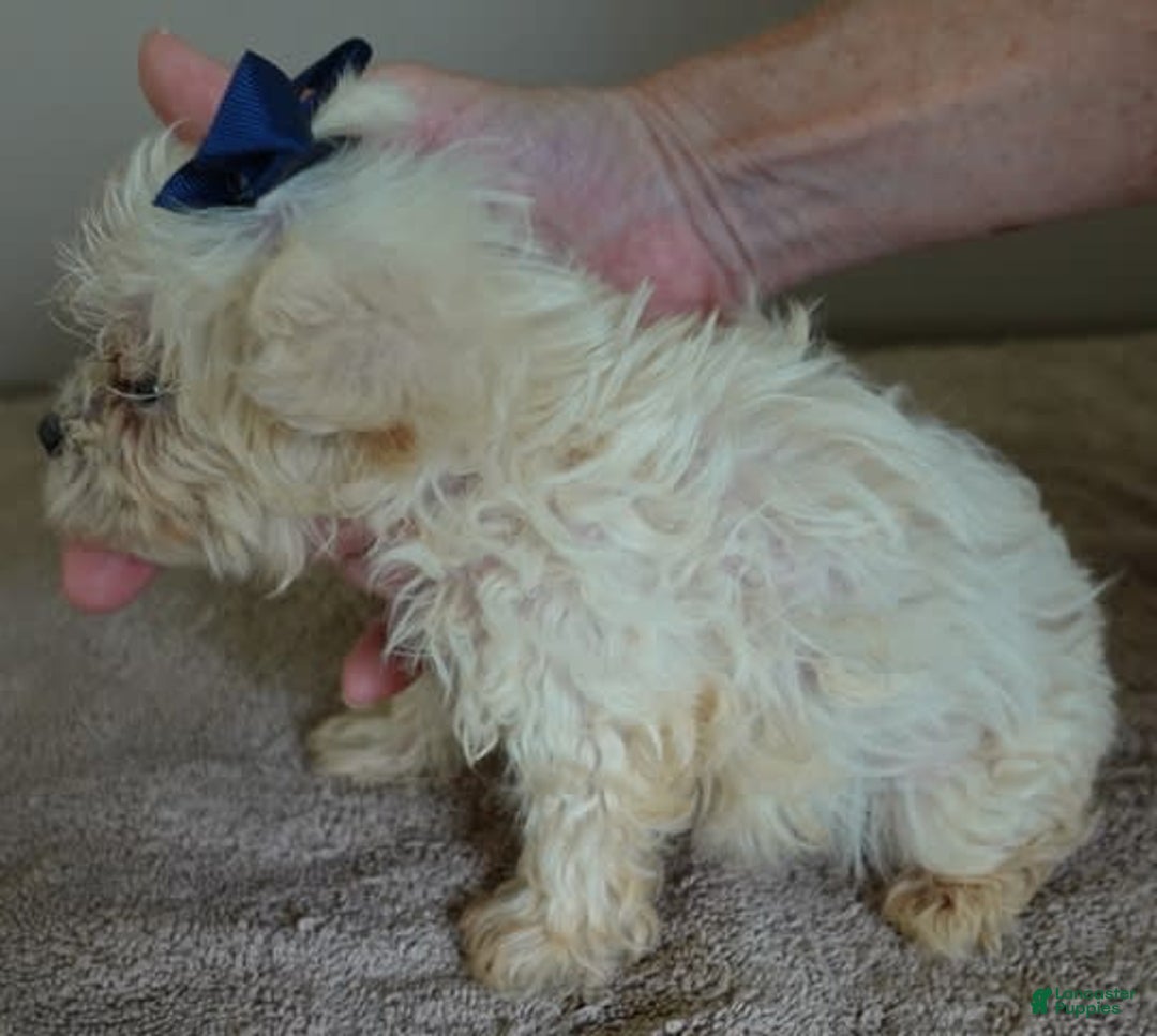 Maltipoo dogs for sale: Beans - Image 12