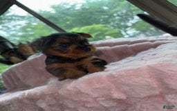 Yorkshire Terrier dogs for sale: Angel - Image 1
