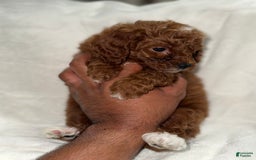 Toy Poodle dogs for sale: Choco - Image 1