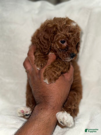 Toy Poodle dogs for sale - Ad 1