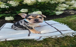 English Bulldog dogs for sale: Daisy - Image 3