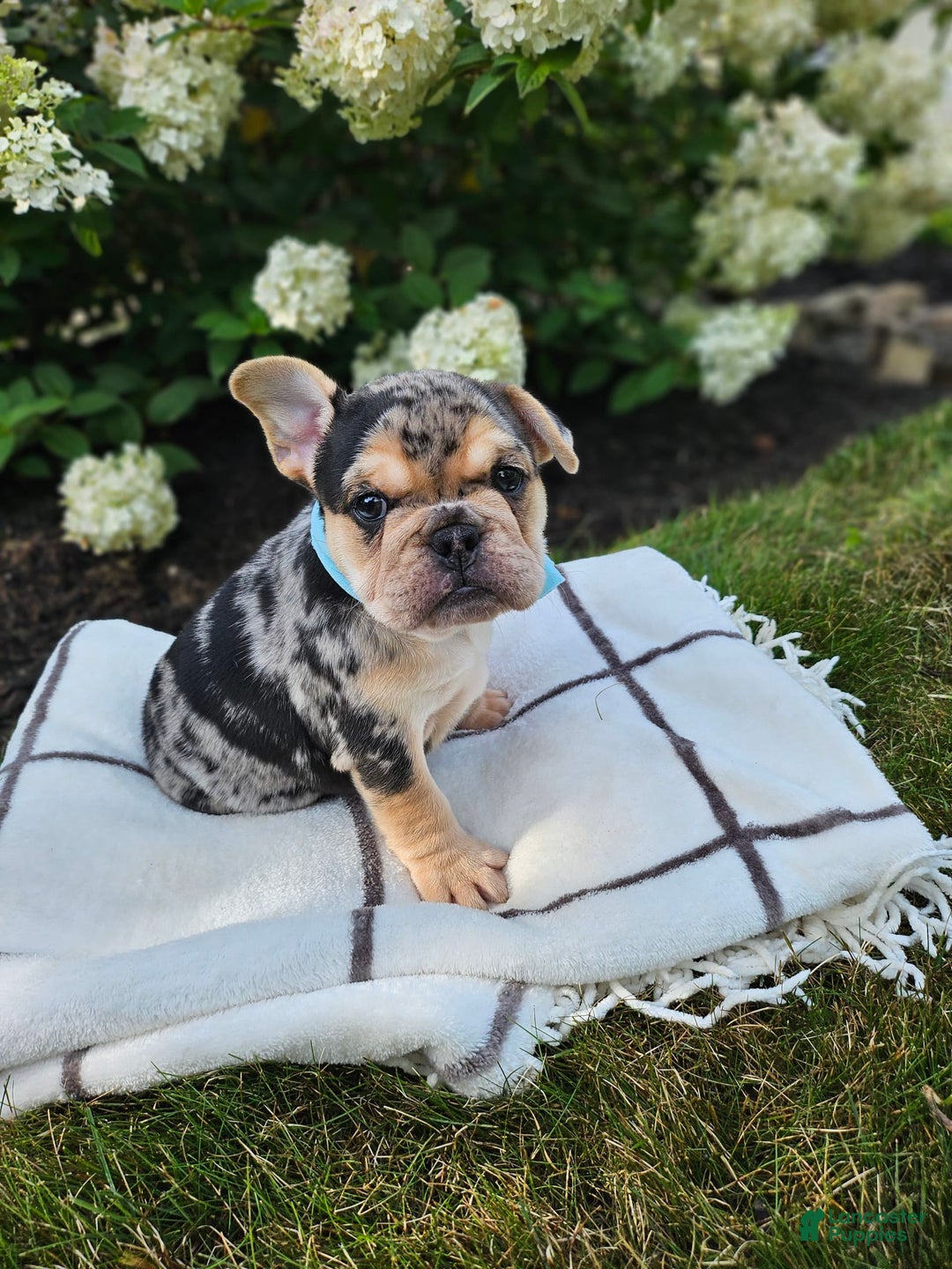 English Bulldog dogs for sale: Daisy - Image 3