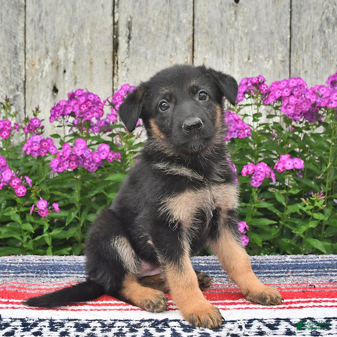 German Shepherd dogs for sale: Angie - Image 4