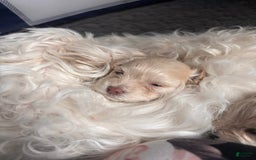 Maltese dogs for sale: Junu - Image 1