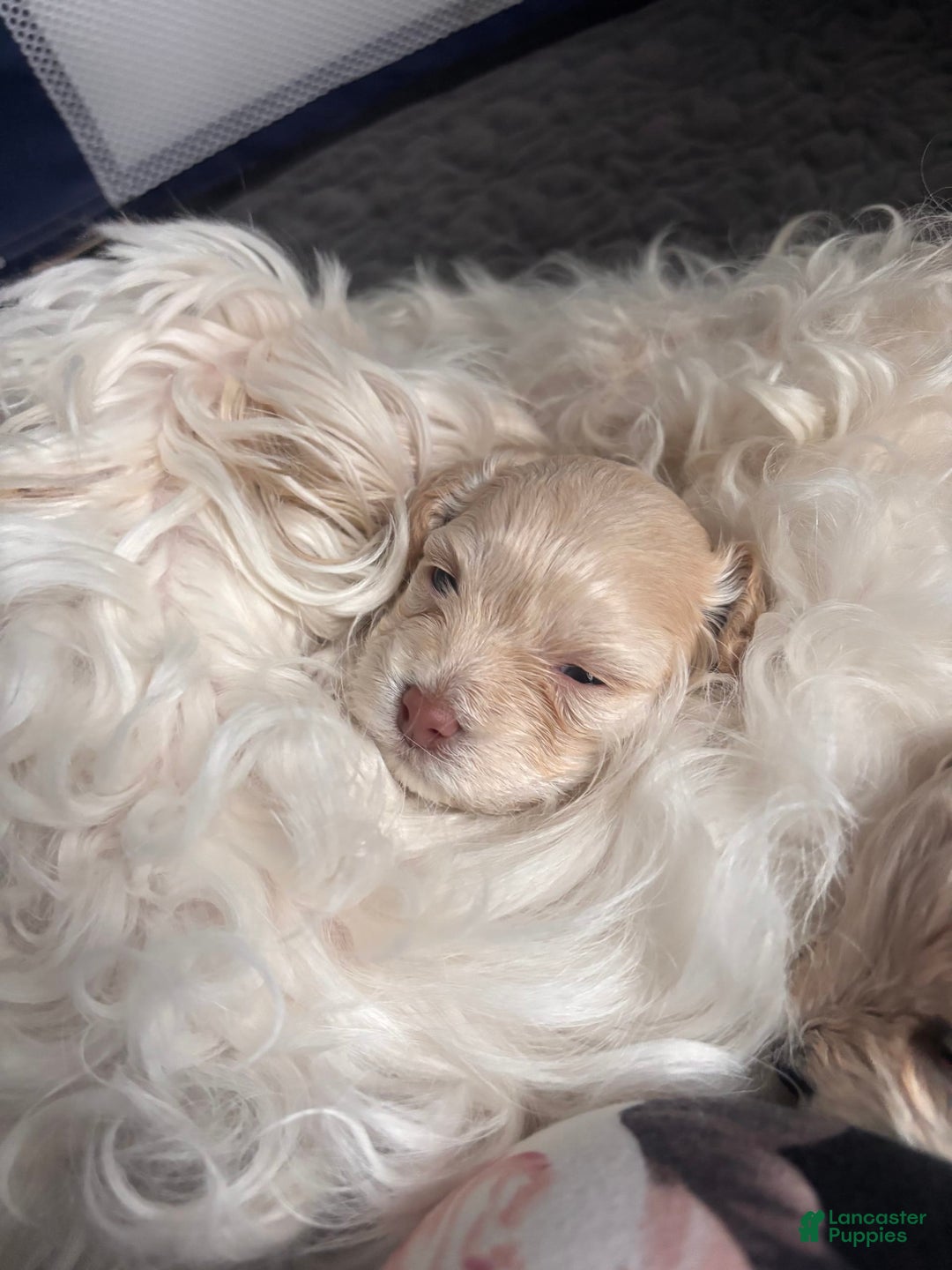 Maltese dogs for sale: Junu - Image 1