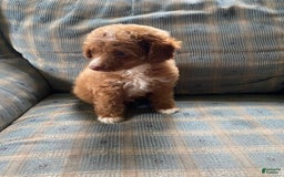 Miniature Poodle dogs for sale: Hank - Image 2