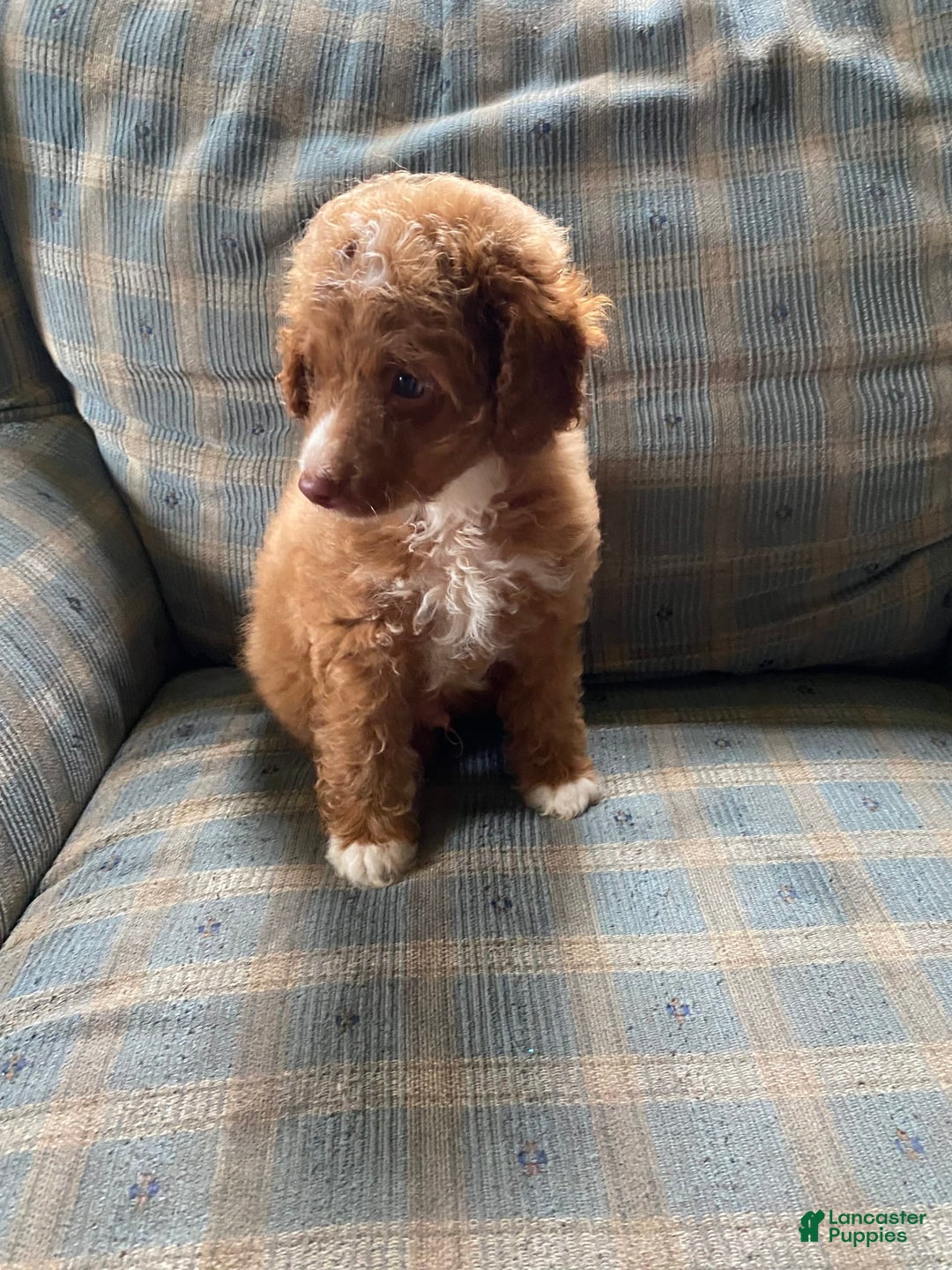 Miniature Poodle dogs for sale: Hank - Image 2