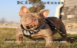 French Bulldog dogs for sale: Bridget - Image 7
