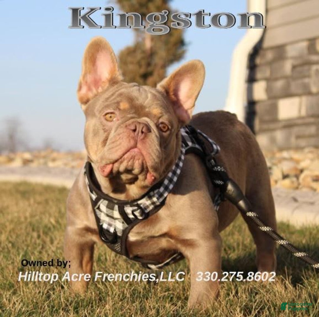 French Bulldog dogs for sale: Bridget - Image 7