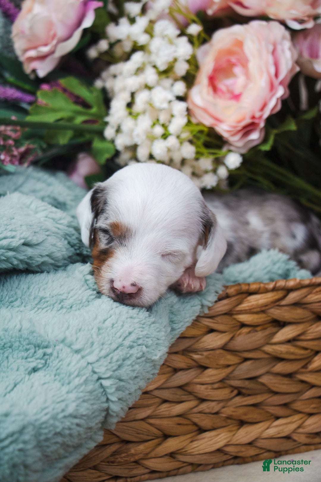 Doxiepoo dogs for sale: Calypso - Image 4