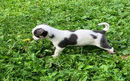 Chihuahua dogs for sale: Lucas - Image 2