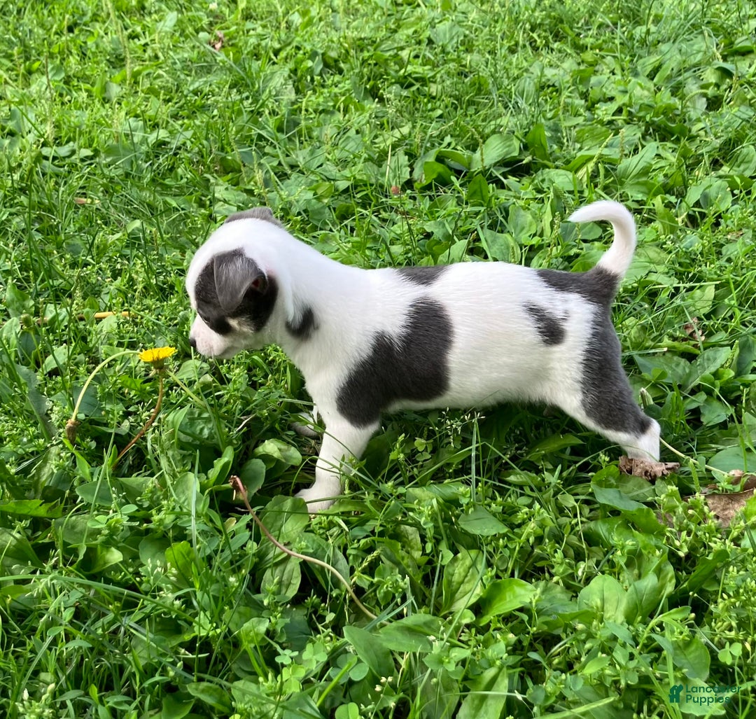 Chihuahua dogs for sale: Lucas - Image 2