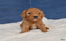 Cavapoo dogs for sale: Cavapoo 6 puppies - Image 27