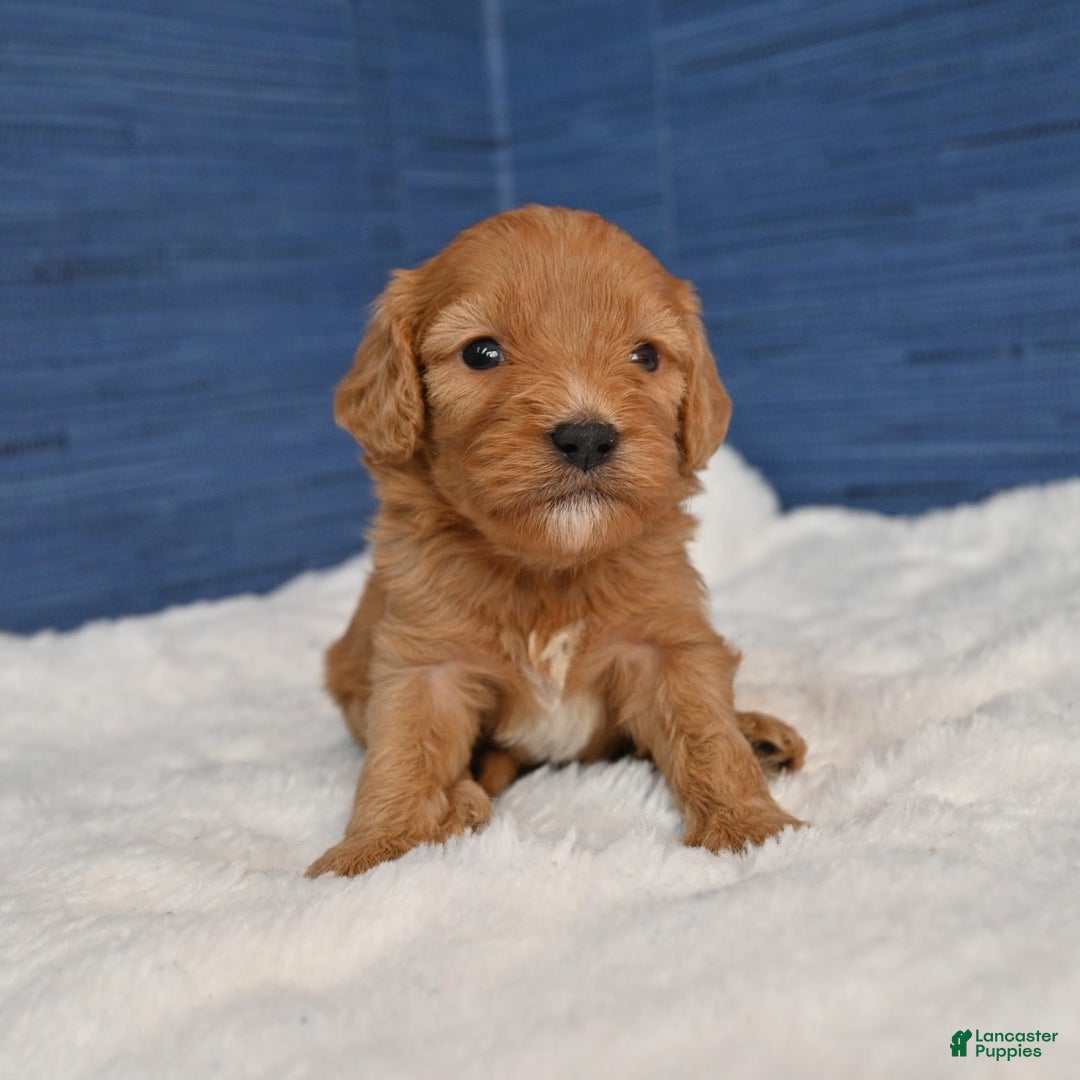 Cavapoo dogs for sale: Cavapoo 6 puppies - Image 27