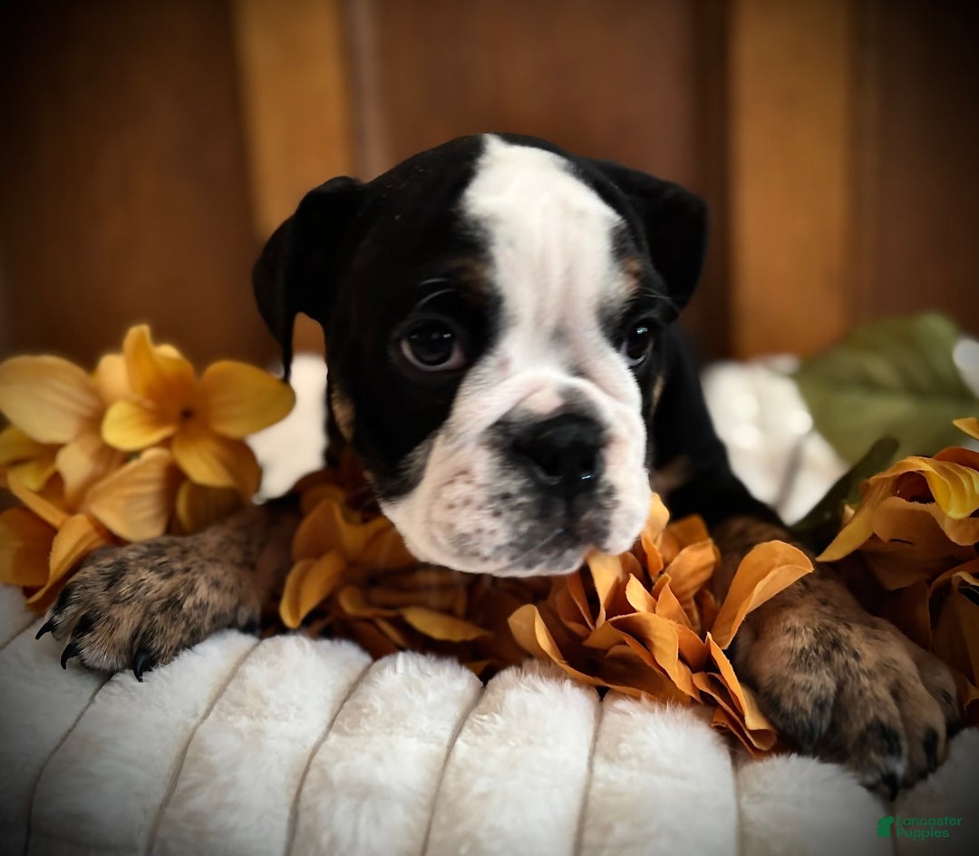 English Bulldog dogs for sale: Archie - Image 7