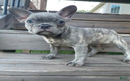 French Bulldog dogs for sale: Dallas - Image 1