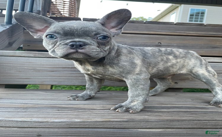 French Bulldog dogs for sale - Ad 1