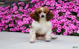 Havapoo dogs for sale: Daisy - Image 12