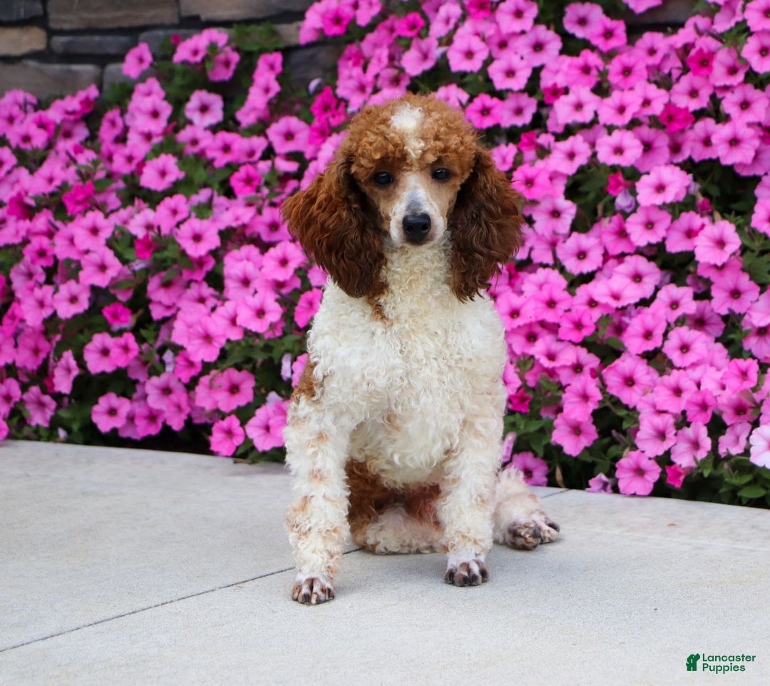 Havapoo dogs for sale: Daisy - Image 12