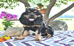 Cocker Spaniel dogs for sale: Banjo - Image 4