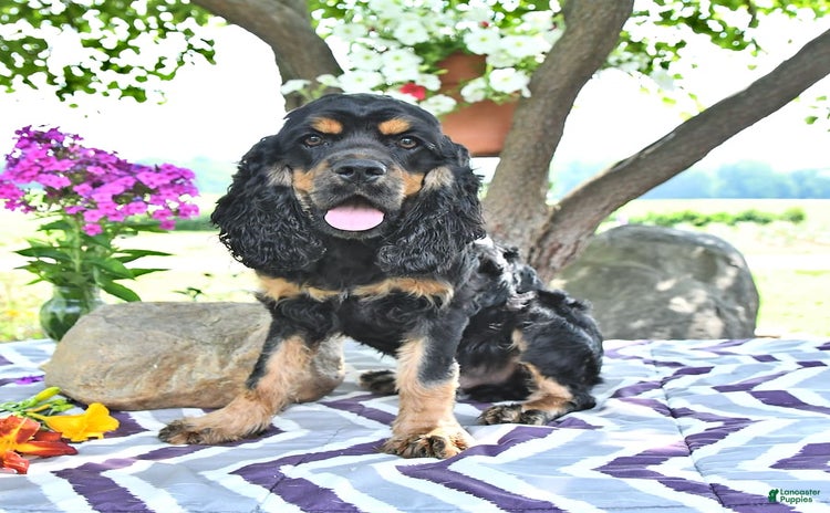 Cocker Spaniel dogs for sale - Ad 1