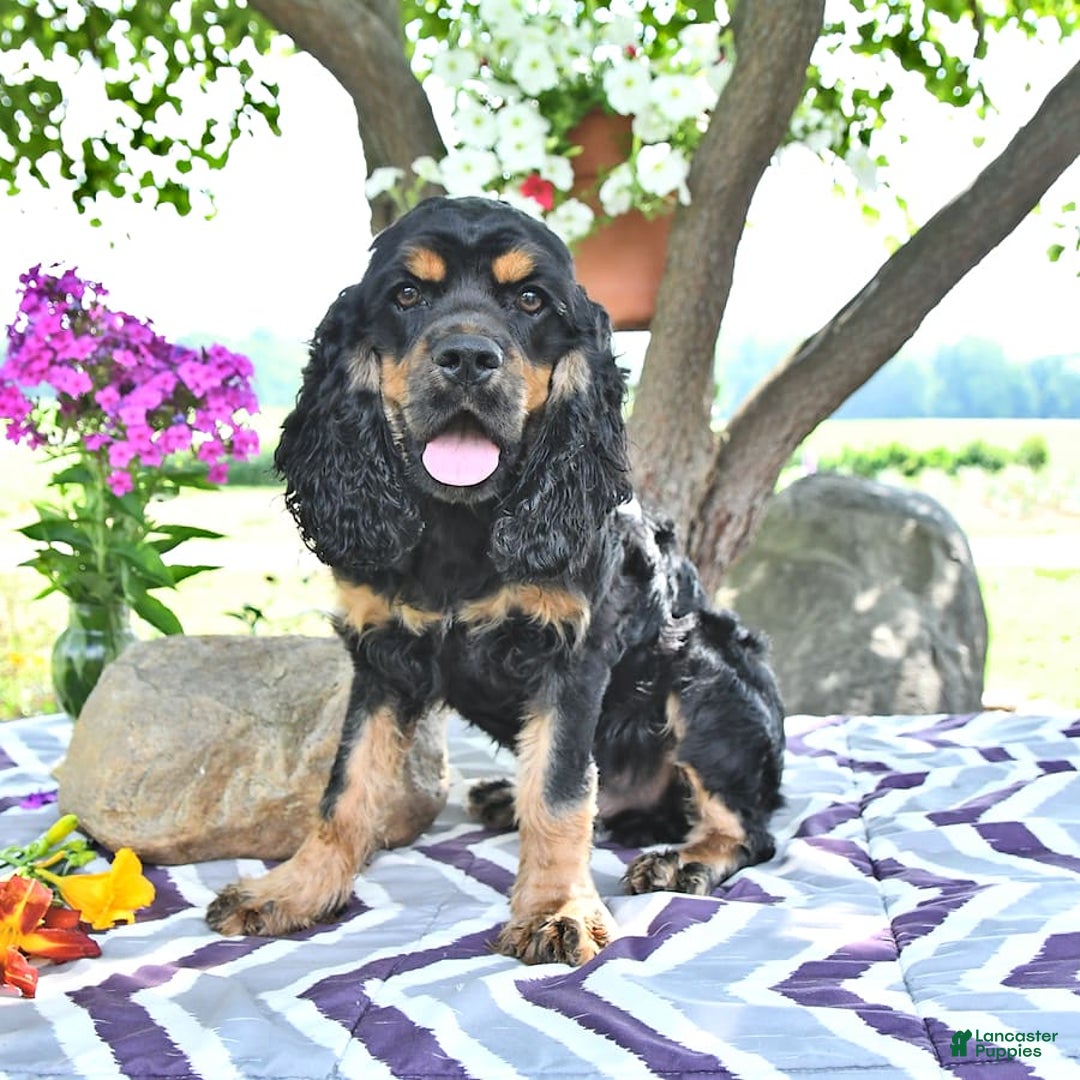 Cocker Spaniel dogs for sale: Banjo - Image 4