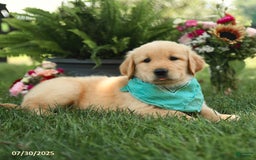 Golden Retriever dogs for sale: Mahogany - Image 3