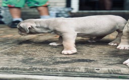 American Bully dogs for sale: Goldy - Image 11
