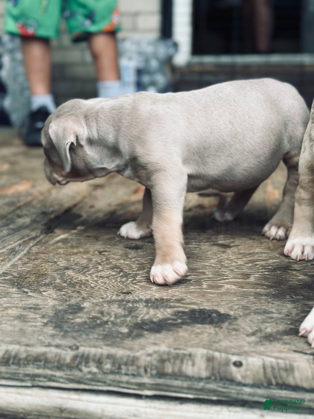 American Bully dogs for sale: Goldy - Image 11