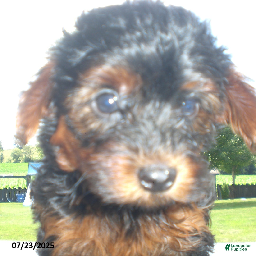 Yorkiepoo dogs for sale: Mia - Image 22