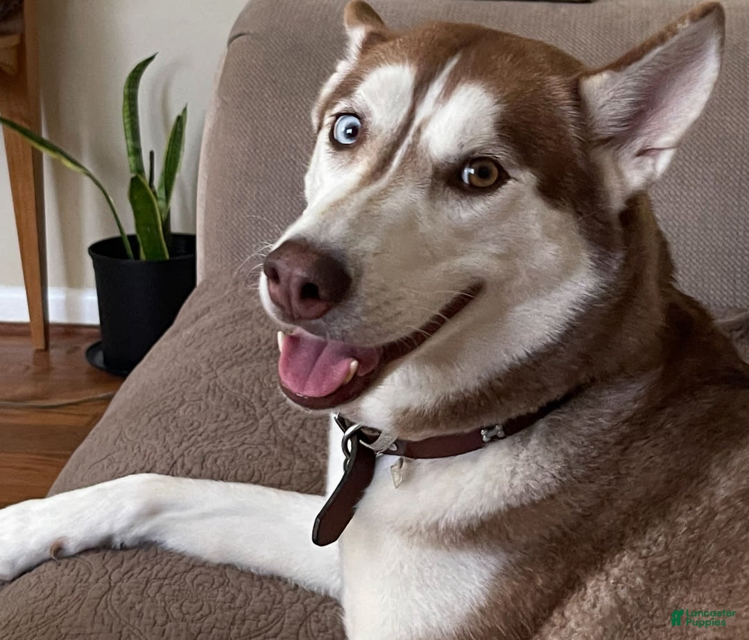 Gerberian Shepsky dogs for sale: Bella - Image 2