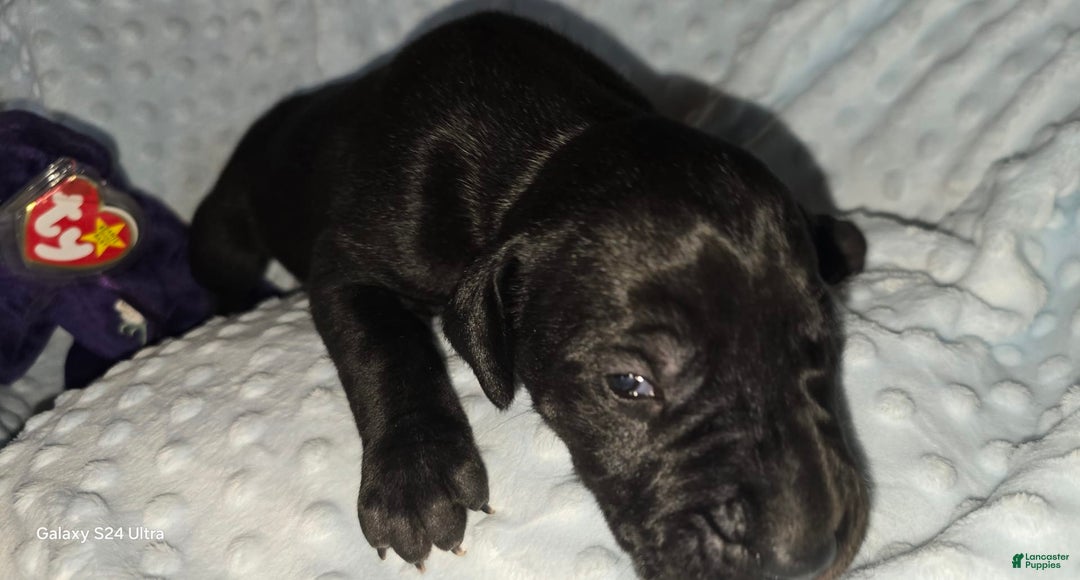 Great Dane dogs for sale: Storm - Image 15