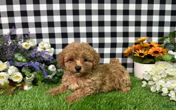 Miniature Poodle dogs for sale: Mila - Image 1