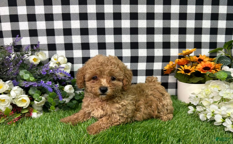 Miniature Poodle dogs for sale - Ad 1