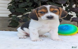 Beagle dogs for sale: Max - Image 13