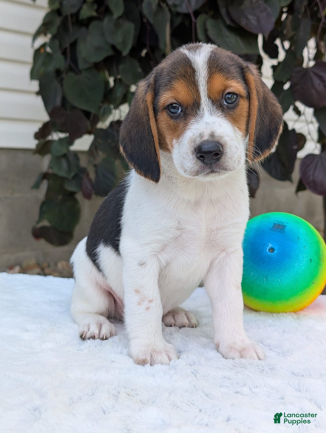 Beagle dogs for sale: Max - Image 13