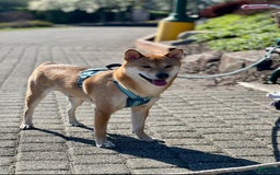 Shiba Inu dogs for sale: Juno - Image 8