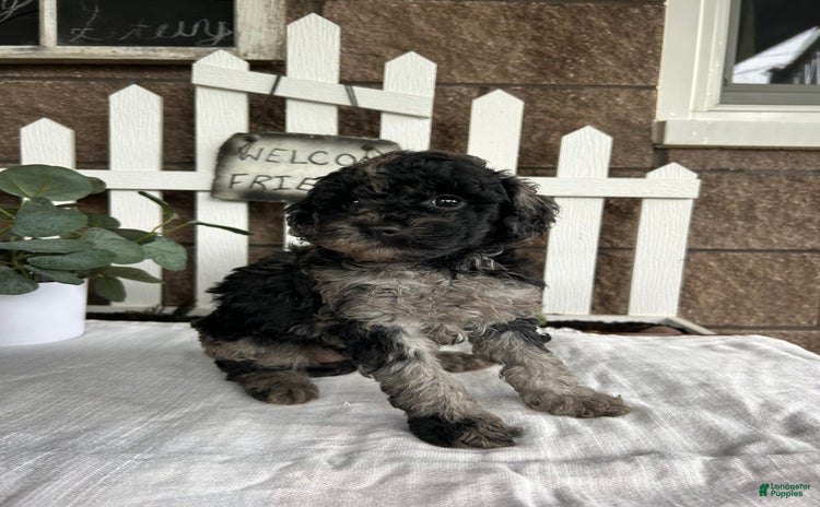 Miniature Poodle dogs for sale - Ad 1