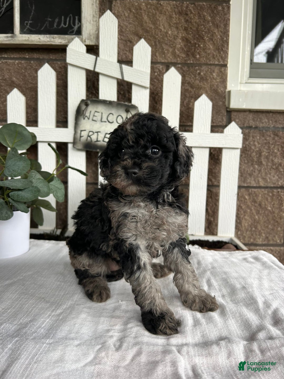Miniature Poodle dogs for sale: Chloe - Image 1