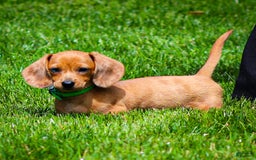 Miniature Dachshund dogs for sale: Celebrity - Image 11