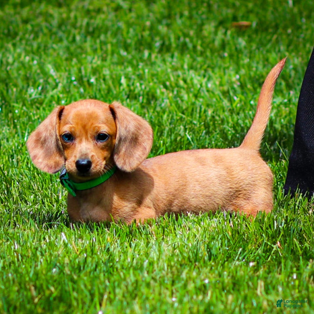 Miniature Dachshund dogs for sale: Celebrity - Image 11